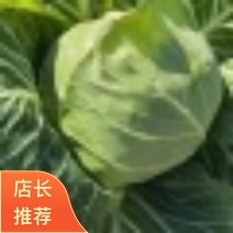 全新上市精品甘蓝圆包菜**商超批发支持全国发货货优