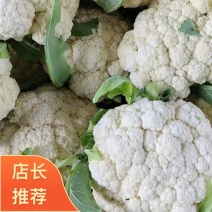河南焦作博爱县精品松花菜，质量保证，产地大量发货，对接全国