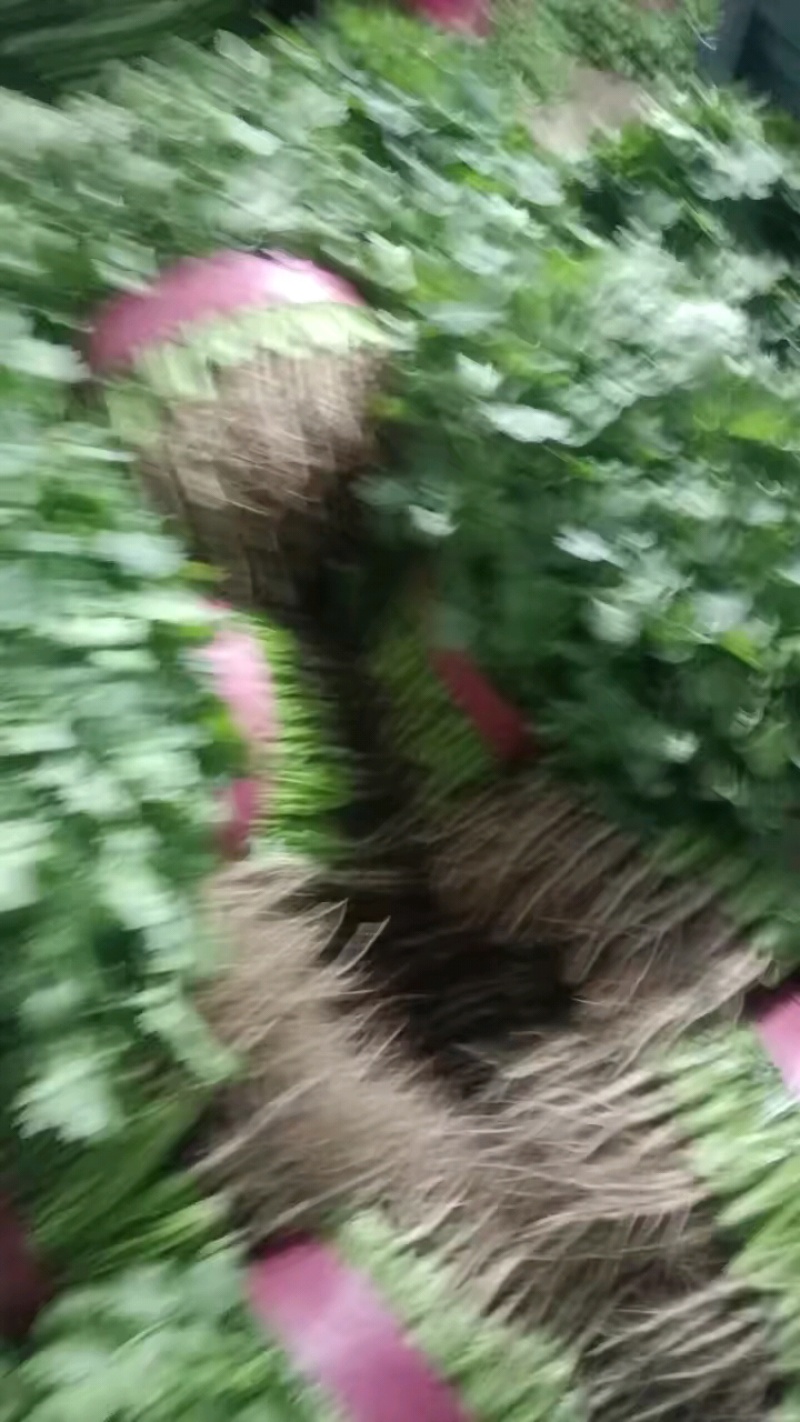 【香菜实力精品大叶香菜产地直发可视频看货欢迎咨询