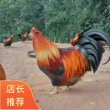 广东正宗清远阳山大阉鸡三林散养太监鸡