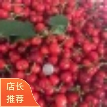 2026红灯樱桃新泰市自家种植基地直发品种齐全精品果