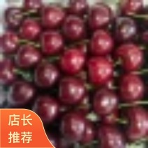山东泰安市美早樱桃2026批发产地现摘现发品种齐全