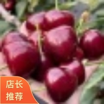 新泰市原产地2026齐早樱桃可批发品种齐全当季新鲜果