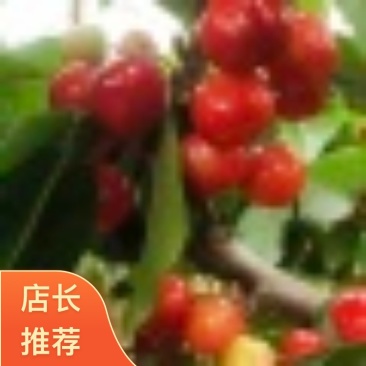 布鲁克斯樱桃山东新泰市产地一手货直发鲜果2026上市