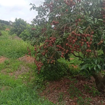 800亩茂名荔枝园科技一号荔枝批6元