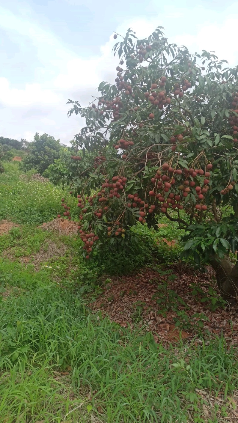 800亩茂名荔枝园科技一号荔枝批6元