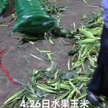 《精品》水果玉米产地一条龙服务，采摘分拣打包上车质量保证