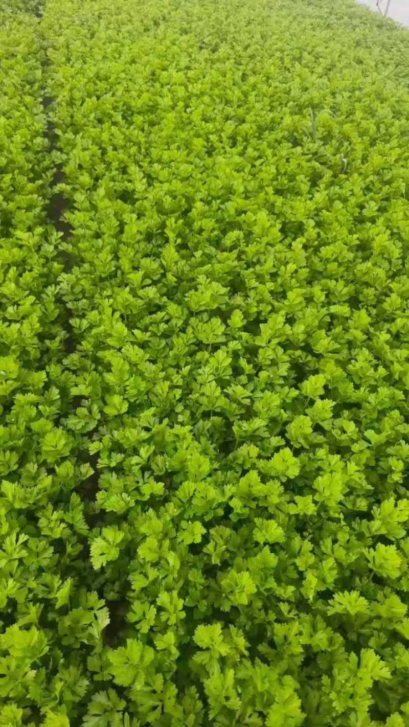 优质香芹，山芹，毛芹大量上市，欢迎选购，欢迎考察