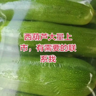 河北临漳万亩蔬菜基地西葫芦已大量上市产地直销，一手货源