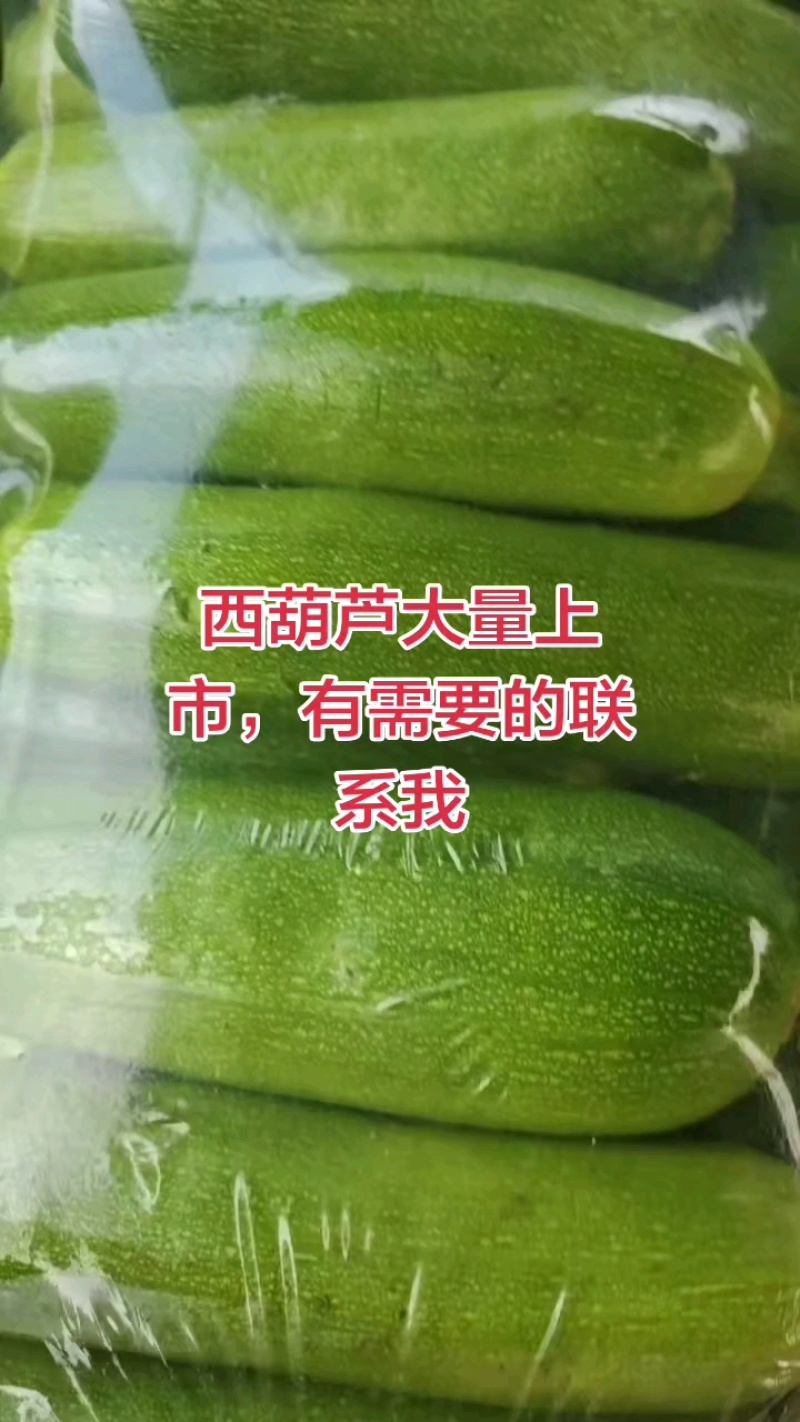 河北临漳万亩蔬菜基地西葫芦已大量上市产地直销，一手货源
