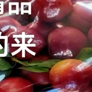 中油四号大果，日供万斤，正在打包！