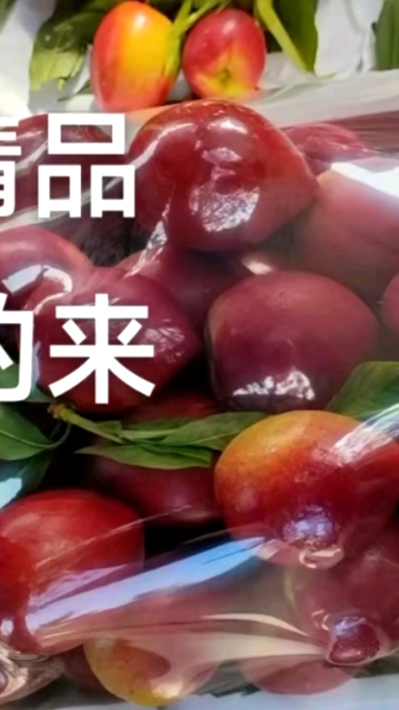 中油四号大果，日供万斤，正在打包！