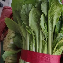 河北小白菜大量有货，欢迎咨询，实地看货，洽谈合作