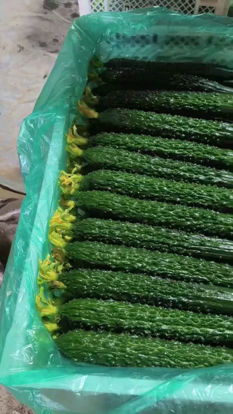 精品黄瓜大量上市，对接市场档口，电商商超，量大从优
