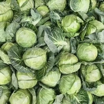 陕西甘蓝大量上市，货源稳定，干了二十多年了，诚信经营。