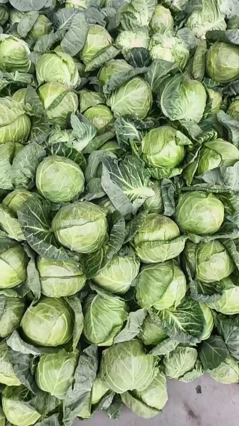 陕西甘蓝大量上市，货源稳定，干了二十多年了，诚信经营。