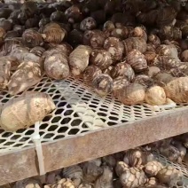 山东芋头8520毛芋头产地发货大球中球规格齐全