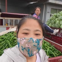产地螺丝大量上市，价格不高，老品种口感好！