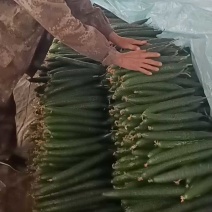 山东沂南黄瓜条形顺直承接批发市场电商餐饮食堂顶花带刺精品