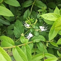 无硫金银花
