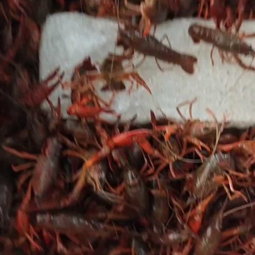 洪湖稻田小龙虾底板干净，产地直发，一手货源