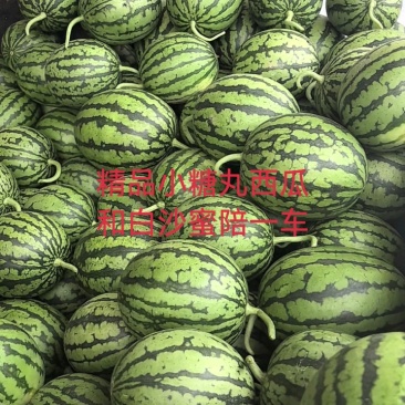 【精选】安徽砀山精品西瓜全美2k吊兰小糖丸西瓜大量