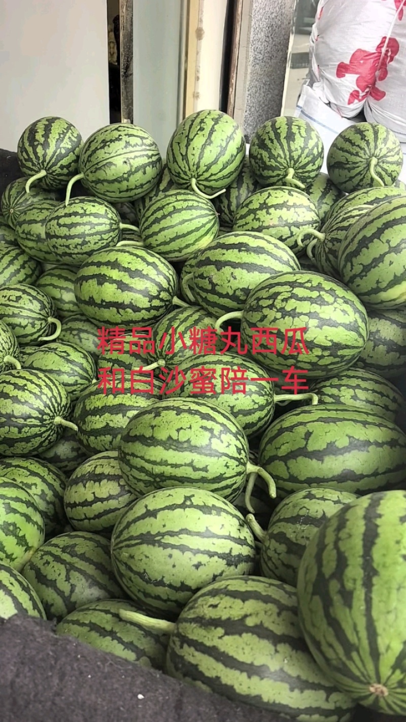 【精选】安徽砀山精品西瓜全美2k吊兰小糖丸西瓜大量