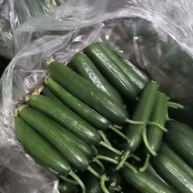 山东菏泽牡丹区水果黄瓜