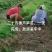 芦笋苗，育苗基地现挖芦笋苗，大小芦笋种苗都有