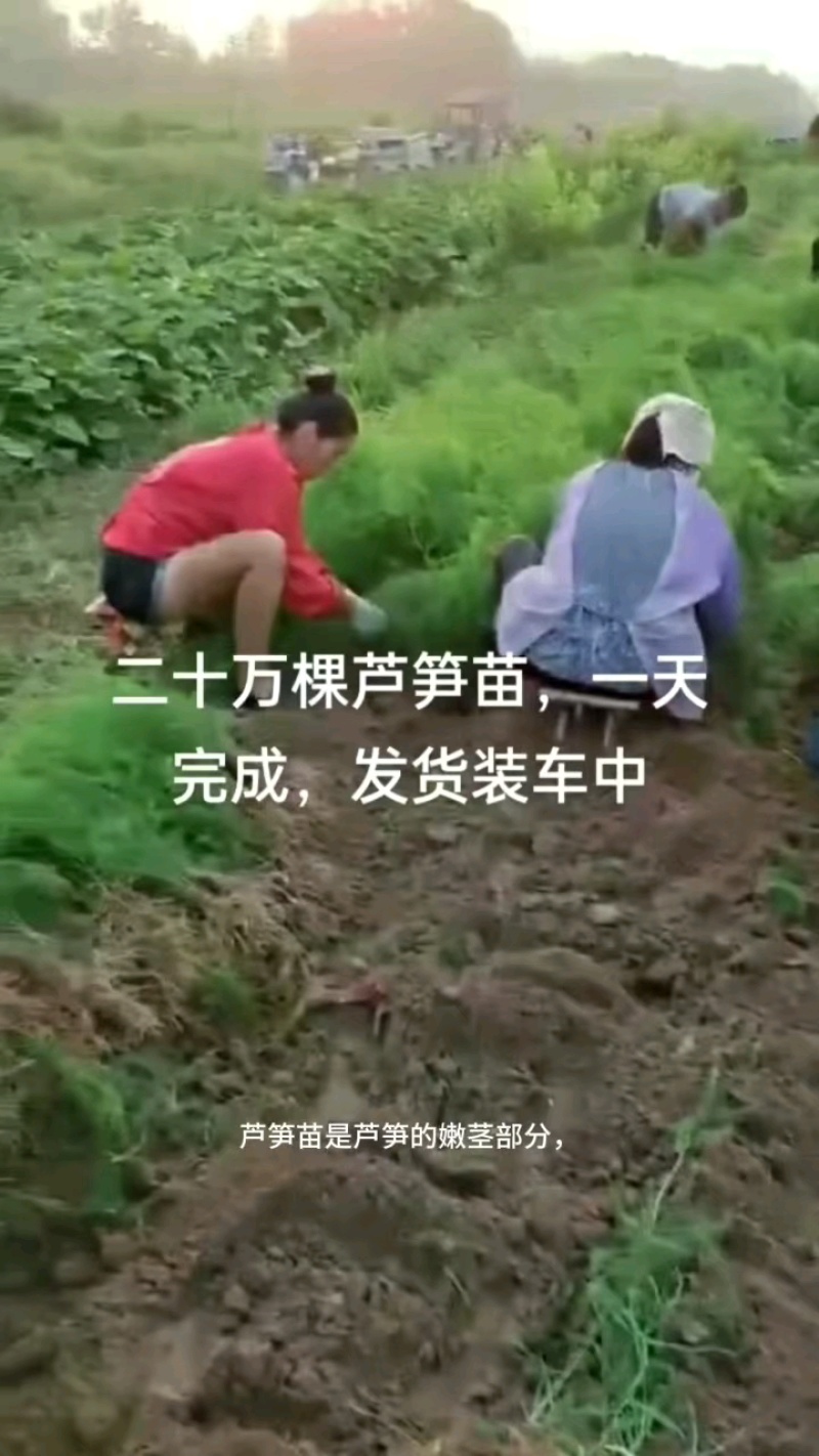 芦笋苗，育苗基地现挖芦笋苗，大小芦笋种苗都有