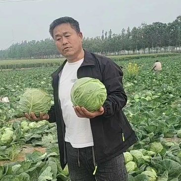 甘蓝50亩装货中，价格低车到位！