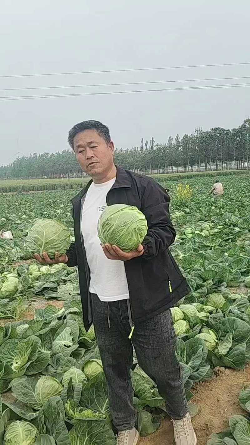 甘蓝50亩装货中，价格低车到位！
