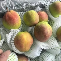红香酥梨赵县梨产地直发品质保障量大优惠视频看货