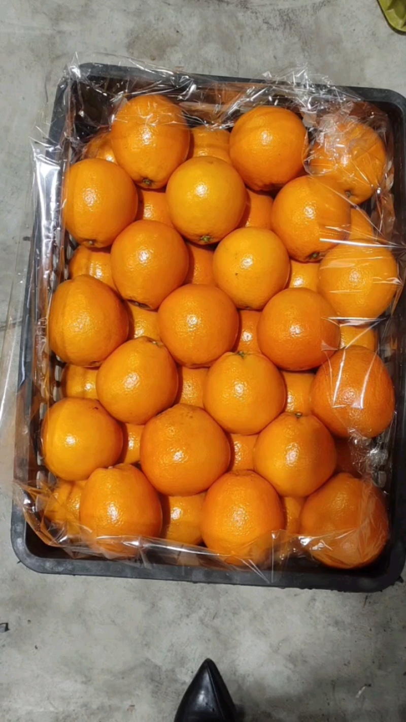玫瑰香橙，塔罗科血橙精品玫瑰香血橙，老树血橙产地直发