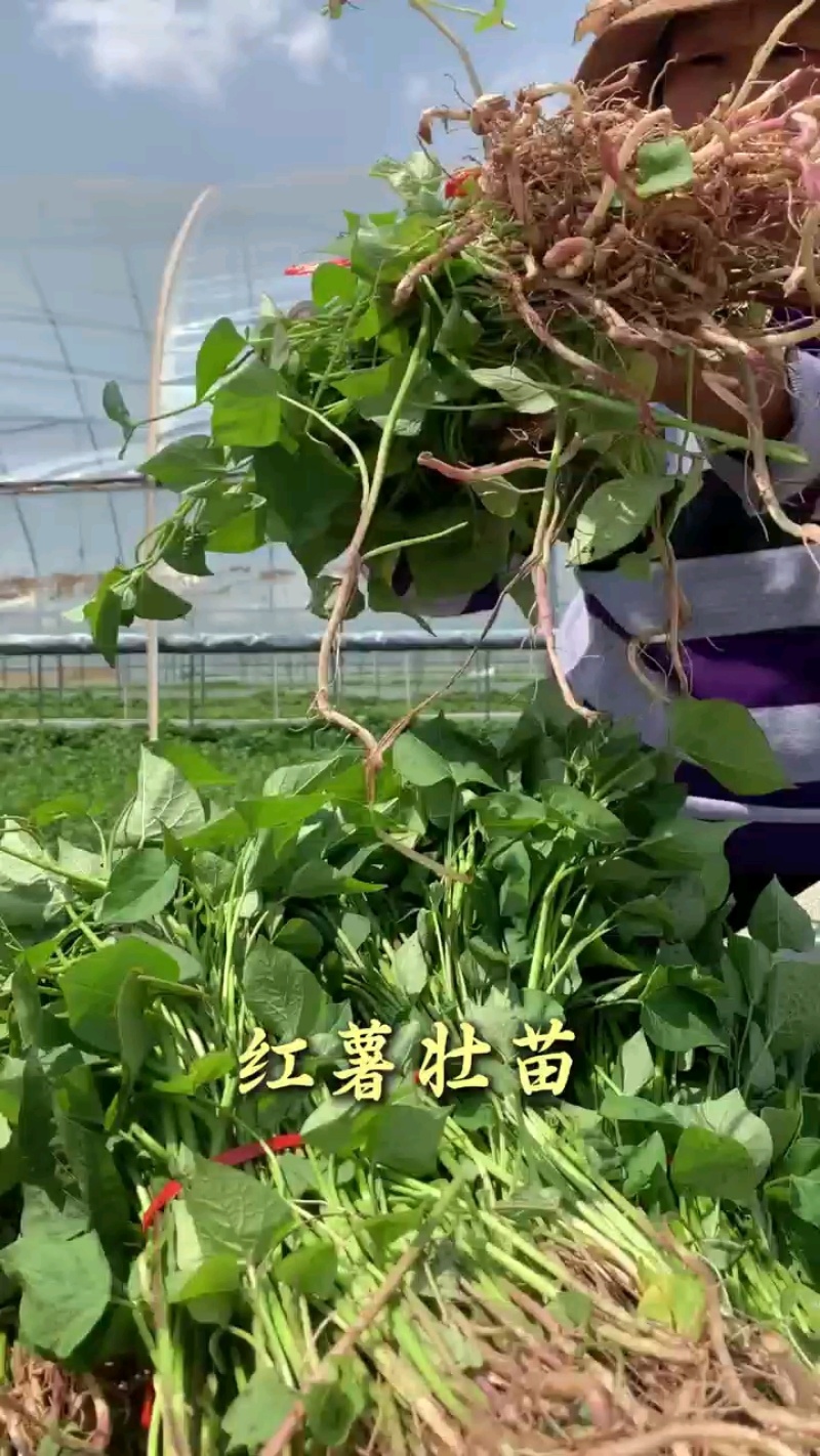 基地好苗根系发达，量大可议价！