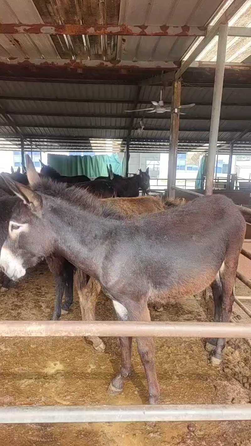 德州杂交驴肉驴苗驴苗大小规格都有，包技术包成活货到付款
