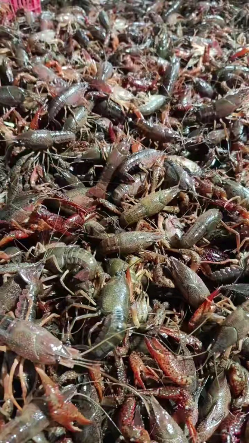清水小龙虾，底板干净，肉质保满满，价格美丽，量大从优