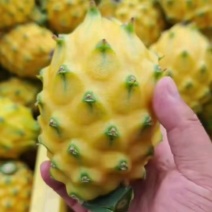 云南燕窝果基地一手货源产地直供，一年四季不断货