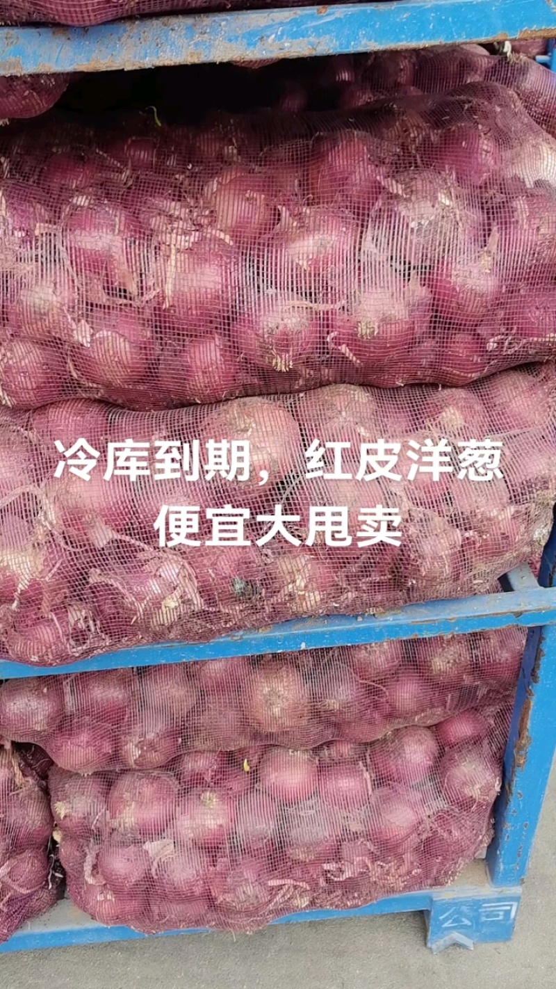 洋葱，红洋葱，电商，国内市场，专业国外出口。一手货源