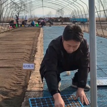 新稻子稻花香二号