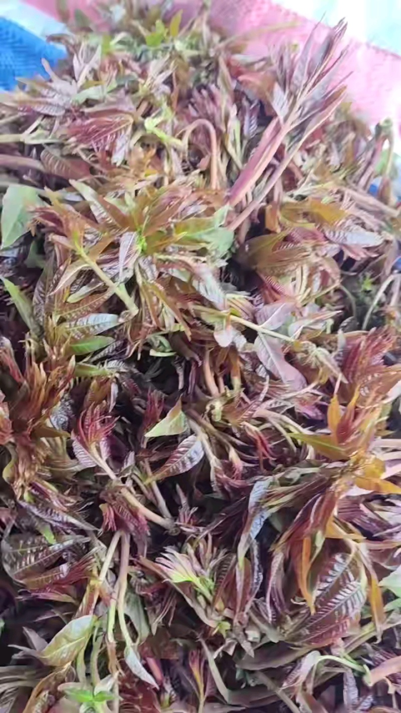 大量香椿芽礼品盒上市，欢迎广大客商前来选购