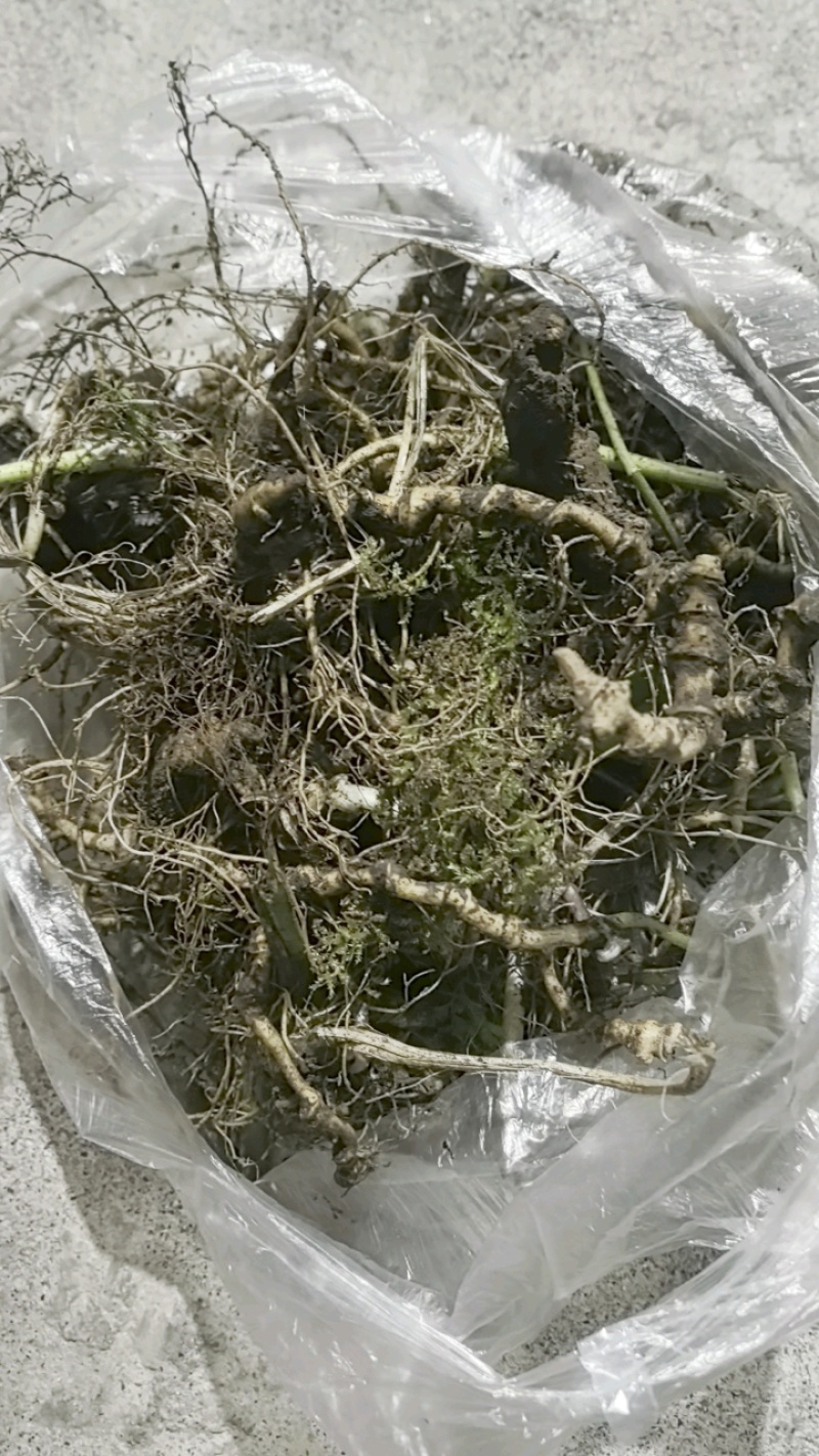 【量大从优】野生三七货源充足长期欢迎在线咨询！