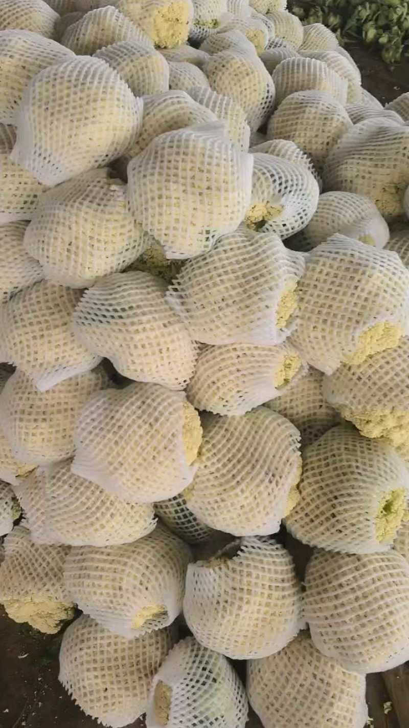 松花菜，散花，松花，有机菜花，咸阳有机花，陕西松花，三原