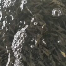 鲫鱼苗中科五号彭泽鲫鱼抗病毒生长速度快产量高规格齐全