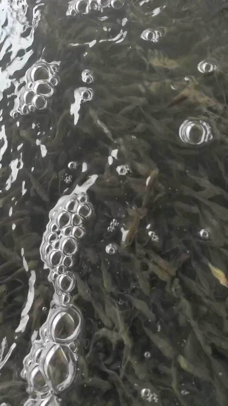 鲫鱼苗中科五号彭泽鲫鱼抗病毒生长速度快产量高规格齐全