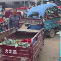 西兰花河南小米粒西蓝花耐寒优秀西兰花色泽艳球形好