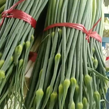湖北精品洋蒜苔，大量上市，品质保证，价格优惠可发全国市场