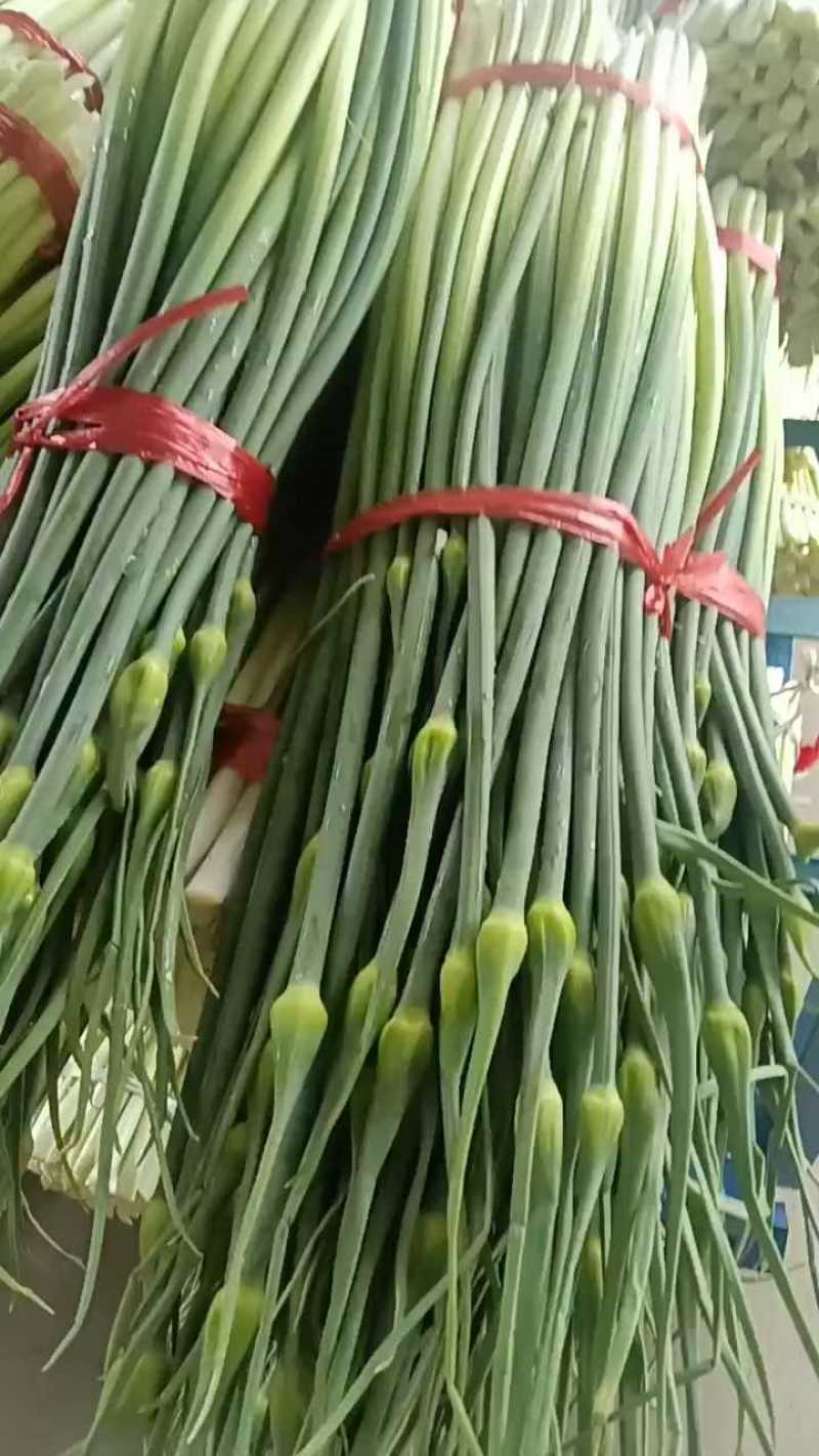 湖北精品洋蒜苔，大量上市，品质保证，价格优惠可发全国市场