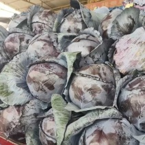【推荐】精品紫甘蓝，需要的老板请联系我全国接单发货