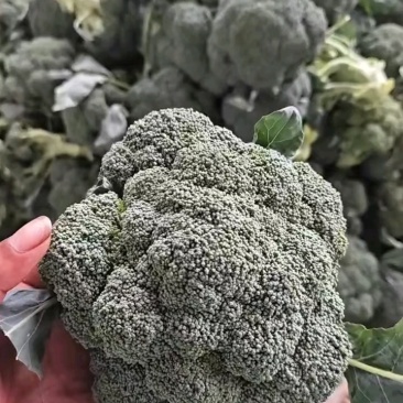 西兰花河北西兰花产地直发保质保量对接全国商超市场